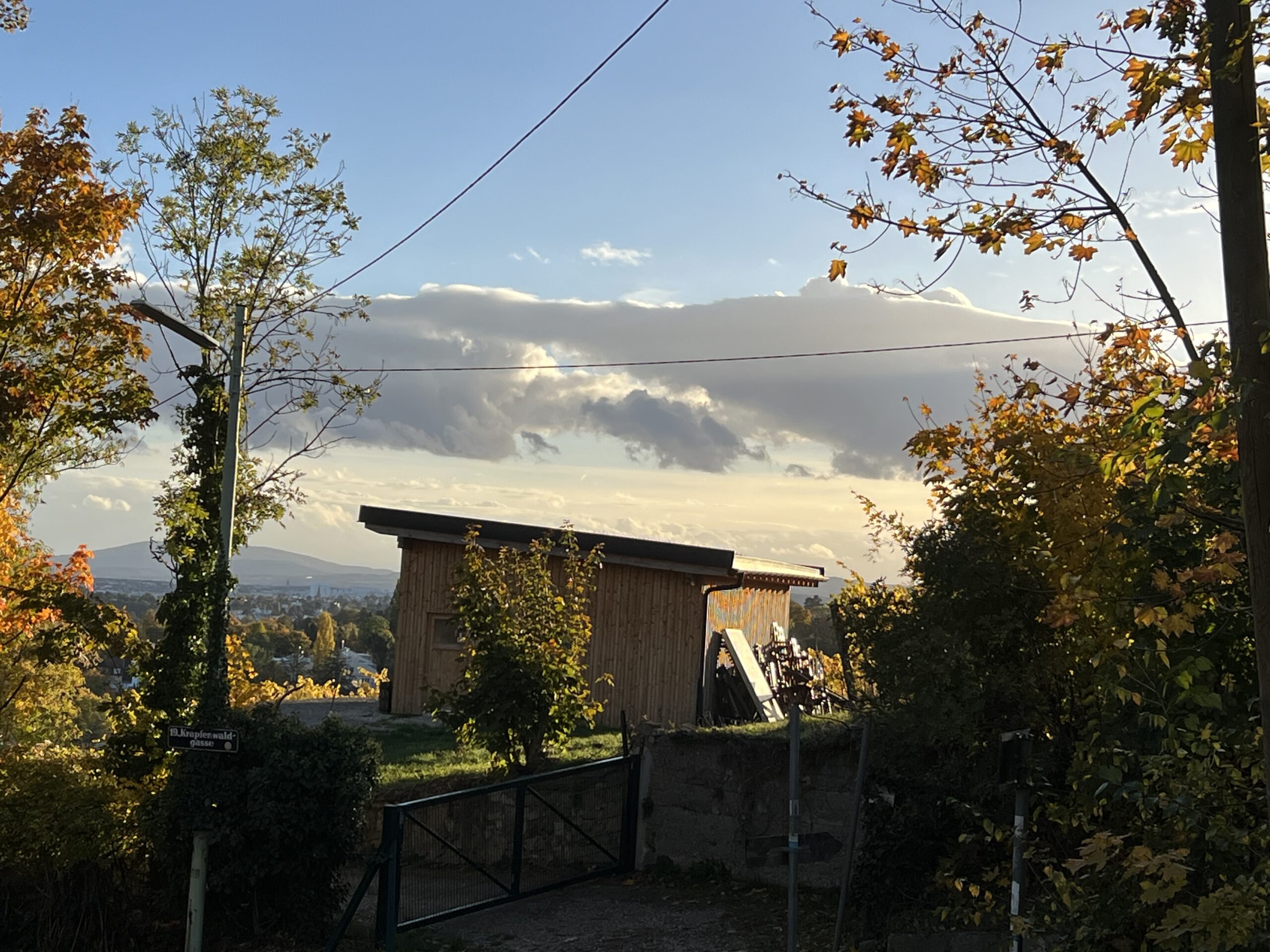 Herbstliche Rebzeilen in goldenem Sonnenlicht unter Wolken bei Grinzing